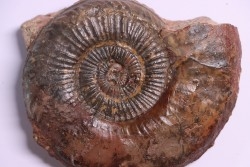 Dumortieria pseudoradiosa - Toarcien - Belmont - FRANCE
