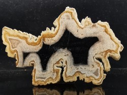 slice of wood   DIPTEROCARPUS  Miocéne  Banten province, Java, Indonesia