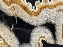 slice of wood   DIPTEROCARPUS  Miocéne  Banten province, Java, Indonesia