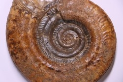 Hildoceras lusitanicum (Meister) - Toarcien - region de Charolle, Brionnais - FRANCE