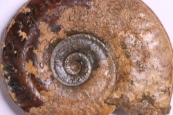Hildoceras semipolitum (Buckman) - Toarcien - region de Charolle, Brionnais - FRANCE