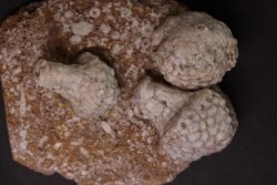 Uperocrinus pyriformis  physetocrinus ventricosus  Mississippian  Burlington Fmt  Ralls Co, Montana - USA