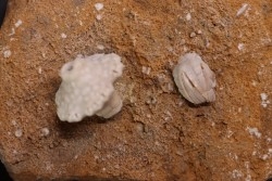 Uperocrinus aequibrachiatus  pentremites elongatus  Mississippian  Burlington Fmt  Ralls Co, Montana - USA