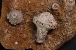Uperocrinus pyriformis  Abatocrinus clyeatus  Mississippian  Burlington Fmt  Ralls Co, Montana - USA