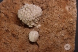 Abatocrinus subaequalis  Cryptoblastus melo  Mississippian  Burlington Fmt  Pike Co, Montana - USA