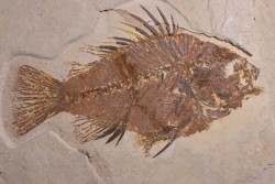 poisson fossile Priscacara serrata - Eocene - USA