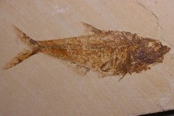 poisson fossile Diplomystus dentatus - WYOMING, USA