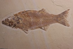 poisson fossile - Mioplosus labracoides - Eocène - green river fmt - Wyoming - USA