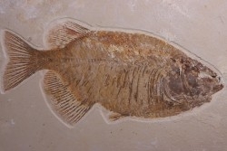 PHAREODUS testy - 29 cm - Eocène  green river fmt - Wyoming - USA