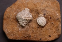 Abatocrinus subaequalis  Cryptoblastus melo  Mississippian  Burlington Fmt  Pike Co, Montana - USA