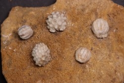 Dorycrinus unicornis  Cryptoblastus melo  Mississippian  Burlington Fmt  Pike Co, Montana - USA