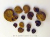 set of 10 ammonites TOARCIAN (6)