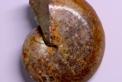 Goretophylloceras inflatum