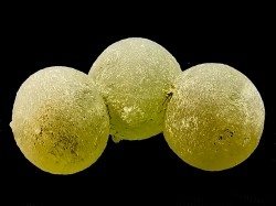 prehnite -  Diakon, Kayes, Mali