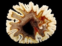 slice of wood   DIPTEROCARPUS  Miocéne  Banten province, Java, Indonesia