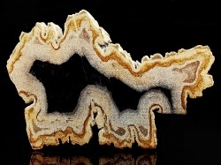 slice of wood   DIPTEROCARPUS  Miocéne  Banten province, Java, Indonesia