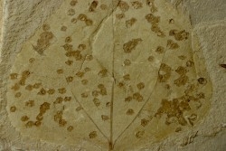 Populus willmattae avec  traces (blister-galls?) bien visible - eocène - Green River formation - Uintah County, Utah, - USA