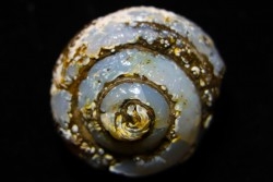 HELIX RAMONDI en lussatite - Miocéne - Dalet, Auvergne, FRANCE