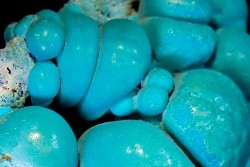 chrysocolle  M'fouati - République du Congo