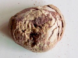 coprolith - cretaceous - kem-kem - MOROCCO (10)