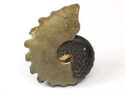 CRENICERAS RENGGERI - oxfordien inférieur - Rosureux (25) FRANCE