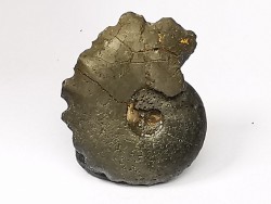 CRENICERAS RENGGERI - oxfordien inférieur - Rosureux (25) FRANCE