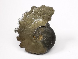 CRENICERAS RENGGERI  lower oxfordian  Rosureux (25) FRANCE