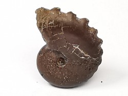 CRENICERAS RENGGERI  lower oxfordian  Rosureux (25) FRANCE