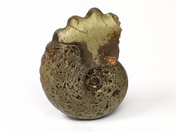 CRENICERAS RENGGERI  lower oxfordian  Rosureux (25) FRANCE