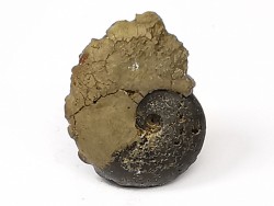 CRENICERAS RENGGERI  lower oxfordian  Rosureux (25) FRANCE