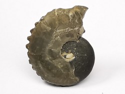CRENICERAS RENGGERI  lower oxfordian  Rosureux (25) FRANCE