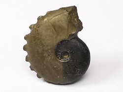 CRENICERAS RENGGERI - oxfordien inférieur - Rosureux (25) FRANCE