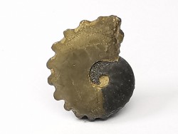 CRENICERAS RENGGERI  Early Oxfordian  Rosureux (25) FRANCE