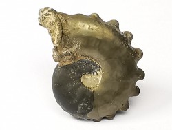 CRENICERAS RENGGERI - Oxfordien inférieur - Rosureux (25) FRANCE