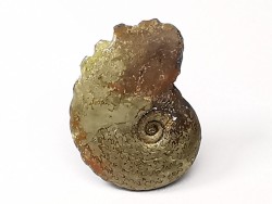 CRENICERAS RENGGERI  Early Oxfordian  Rosureux (25) FRANCE