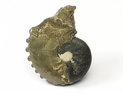 CRENICERAS RENGGERI  Early Oxfordian  Rosureux (25) FRANCE