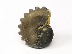 CRENICERAS RENGGERI  Early Oxfordian  Rosureux (25) FRANCE