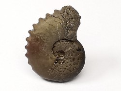 CRENICERAS RENGGERI  Early Oxfordian  Rosureux (25) FRANCE