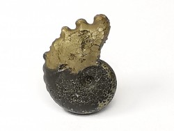 CRENICERAS RENGGERI  Early Oxfordian  Rosureux (25) FRANCE