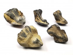 RHYNCHOLITE Late Jurassic (Drôme)