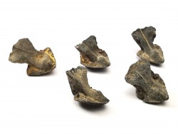 RHYNCHOLITE Late Jurassic (Drôme)