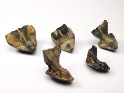 RHYNCHOLITE Late Jurassic (Drôme)