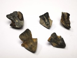 RHYNCHOLITE Jurrasique Supérieur (Drôme)