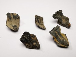 RHYNCHOLITE Late Jurassic (Drôme)