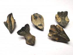 RHYNCHOLITE Late Jurassic (Drôme)