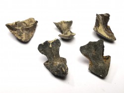 RHYNCHOLITE Late Jurassic (Drôme)