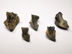 RHYNCHOLITE Jurrasique Supérieur (Drôme)