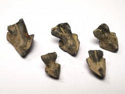 RHYNCHOLITE Jurrasique Supérieur (Drôme)