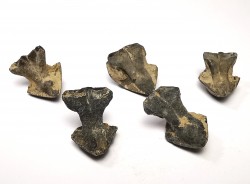 RHYNCHOLITE Late Jurassic (Drôme)
