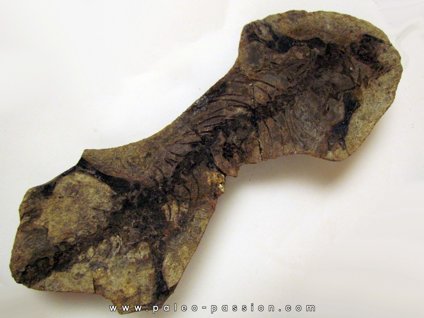 Barasaurus besairi  (1)                        Barasaurus besairi  (1)